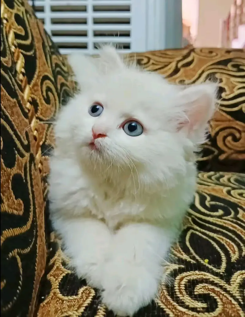Persian  | Persian Cat | Punch Face Persian — photo 2
