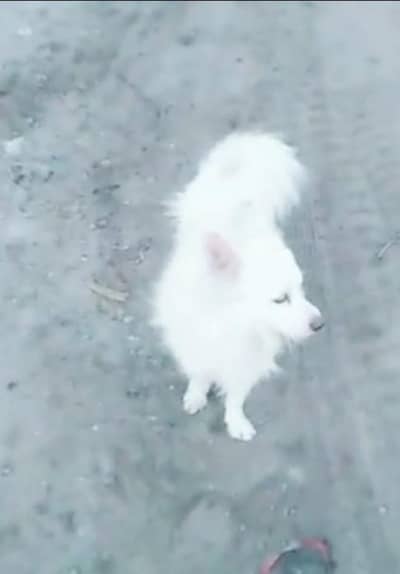 o siez russain female for sale