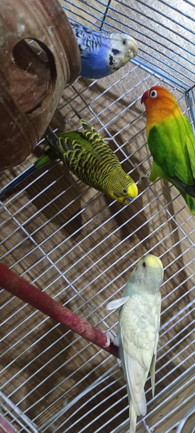 seel parrot with cage