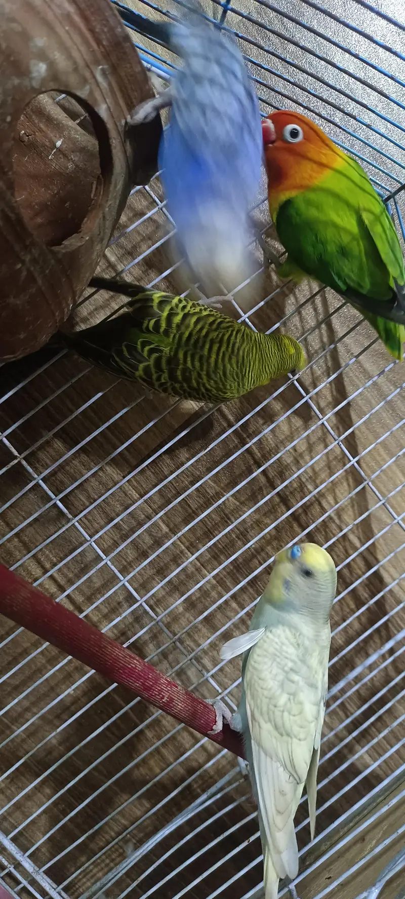 seel parrot with cage — photo 2