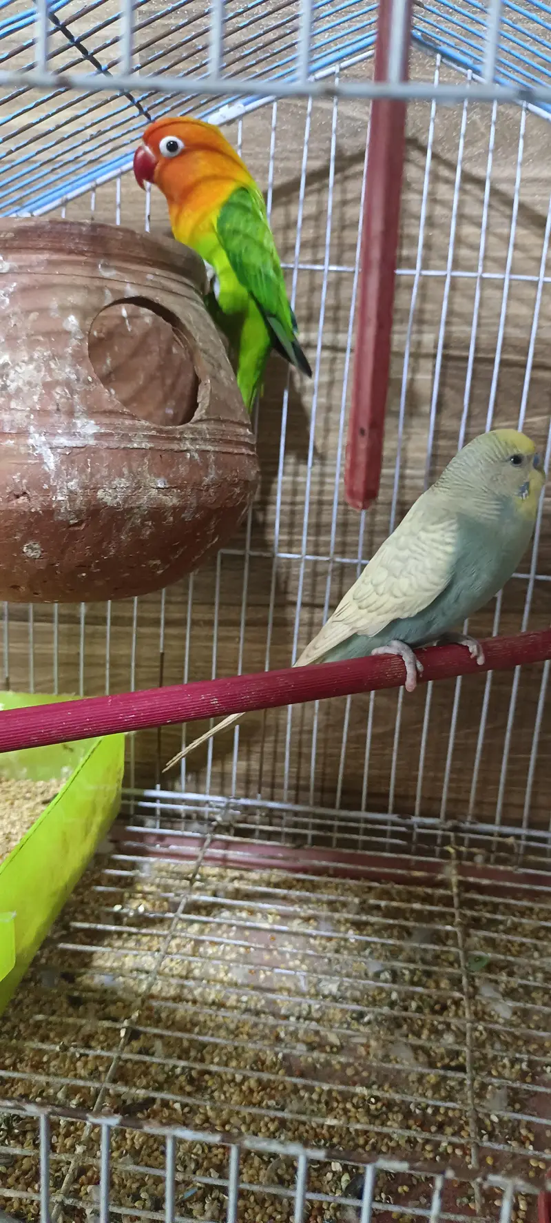seel parrot with cage — photo 3