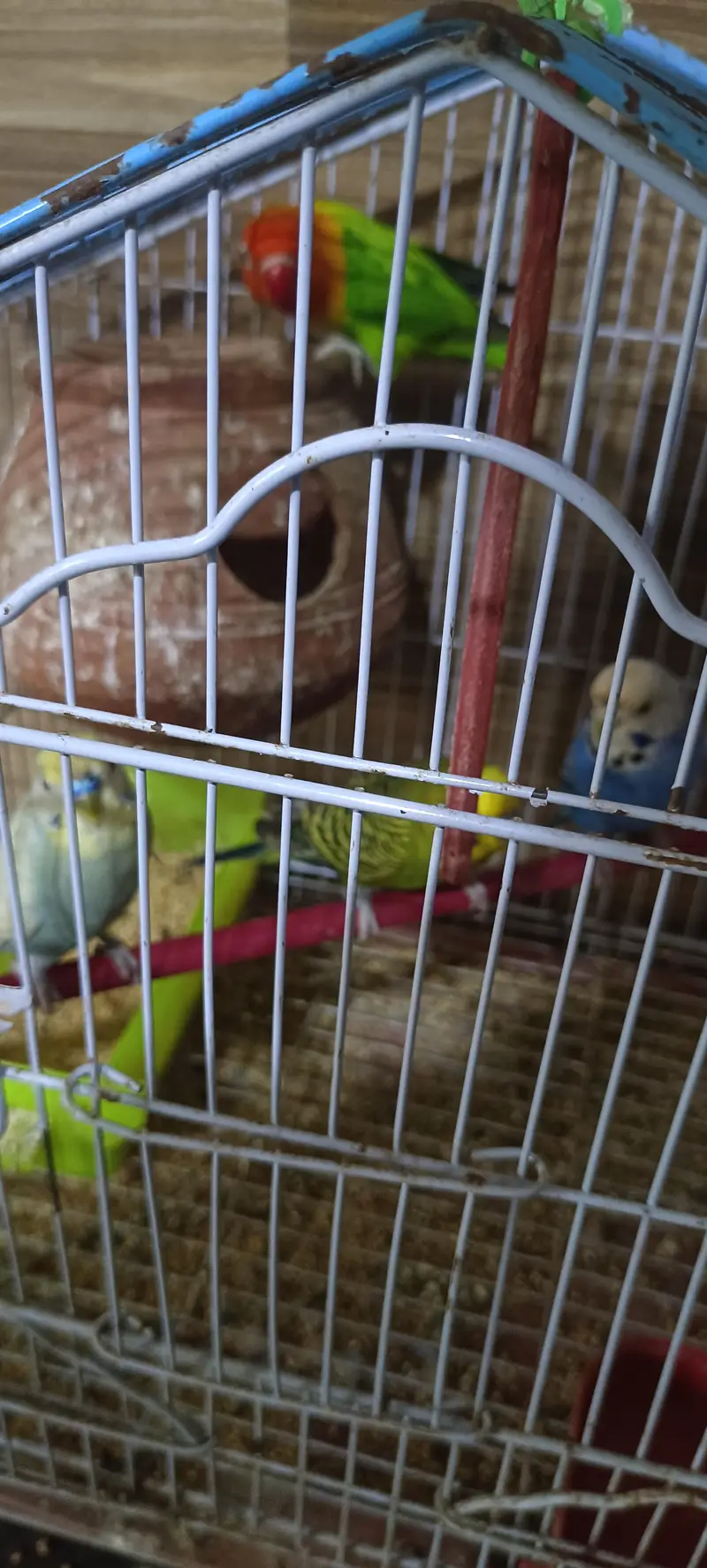 seel parrot with cage — photo 4