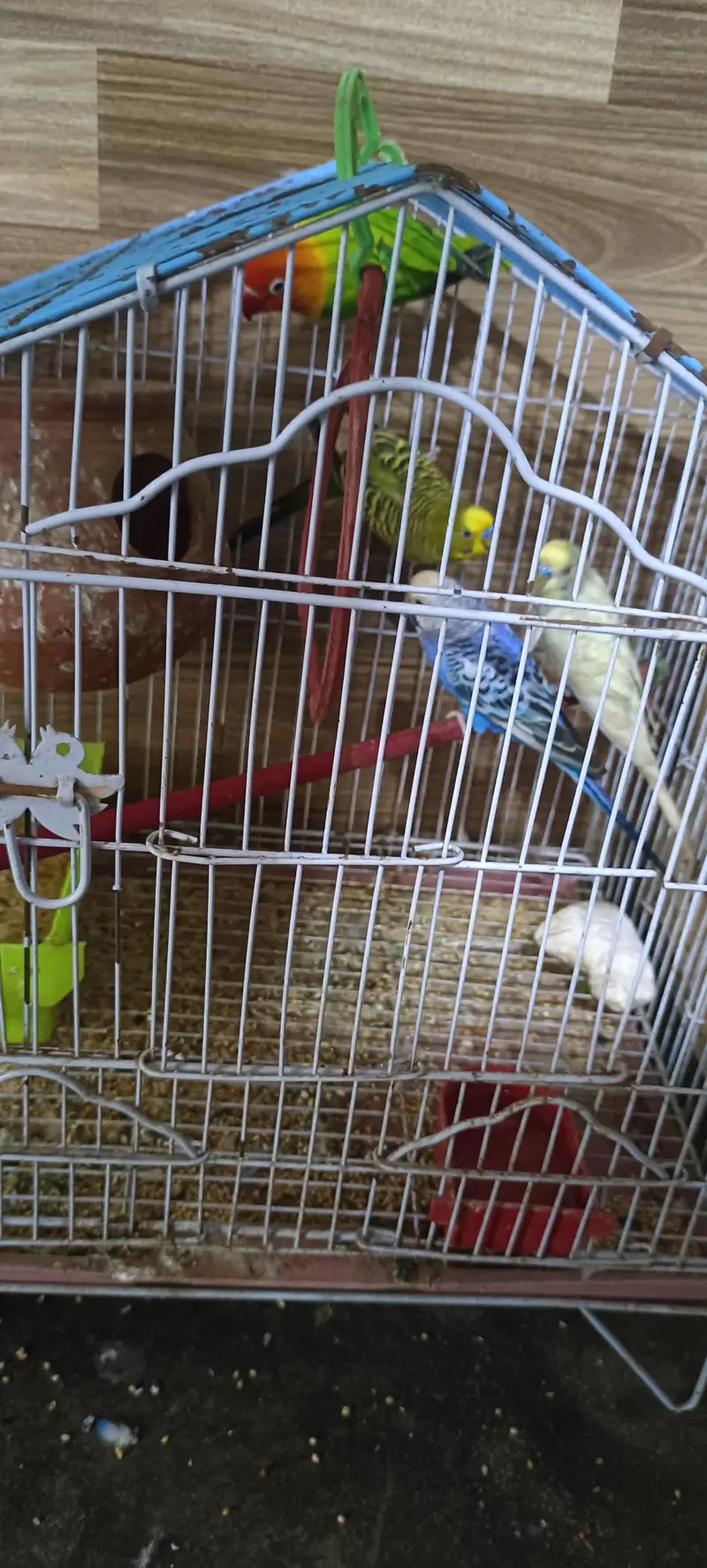 seel parrot with cage — photo 5