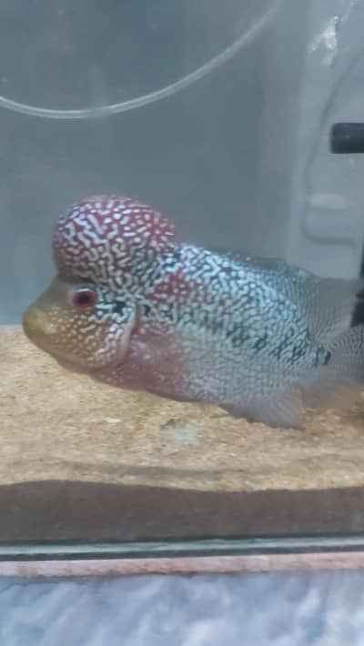 flowerhorn fish
