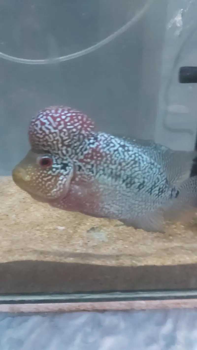 flowerhorn fish