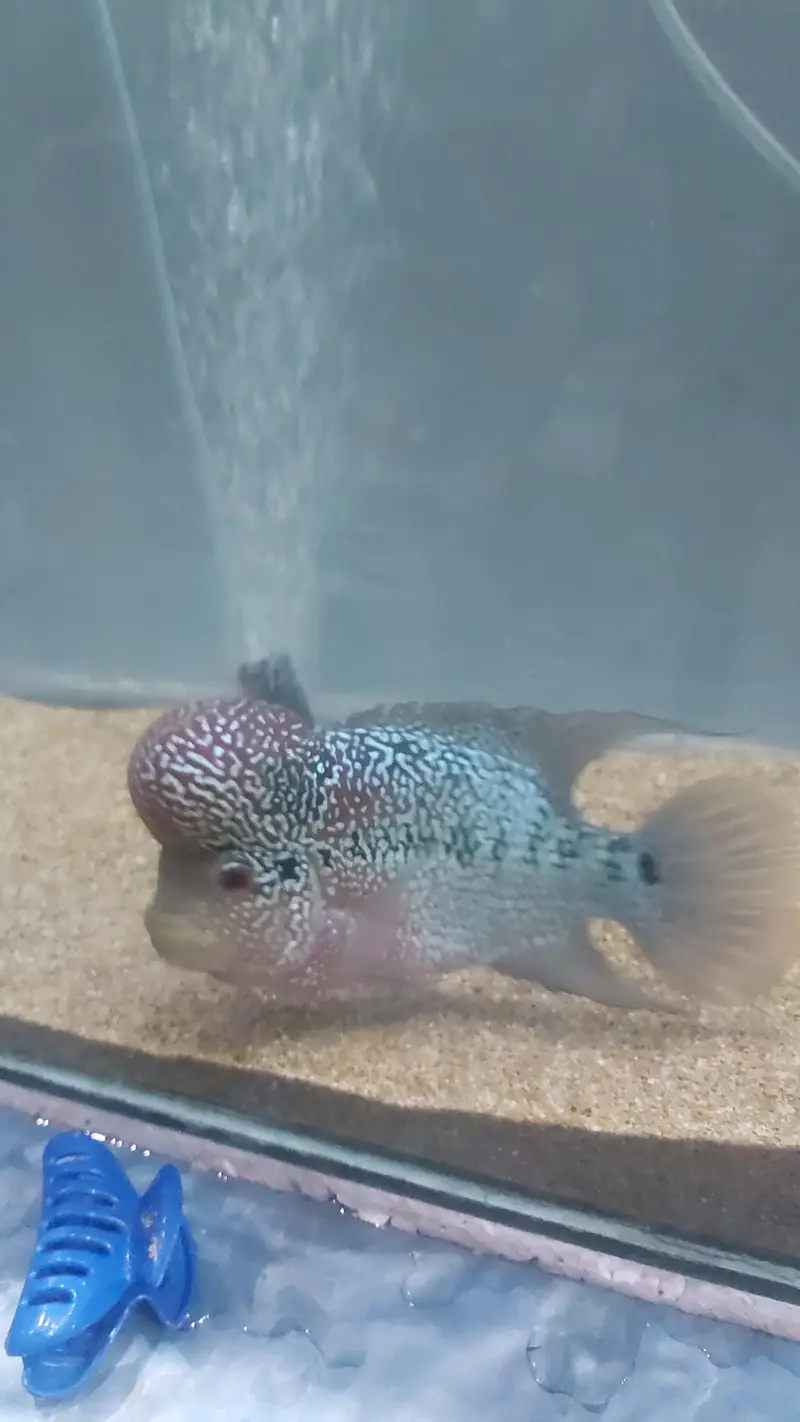 flowerhorn fish — photo 2