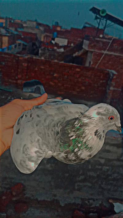 2 Male Flying pigeons/1 Danish Female/1 Sherazi Female/Urgent sale/Lhr