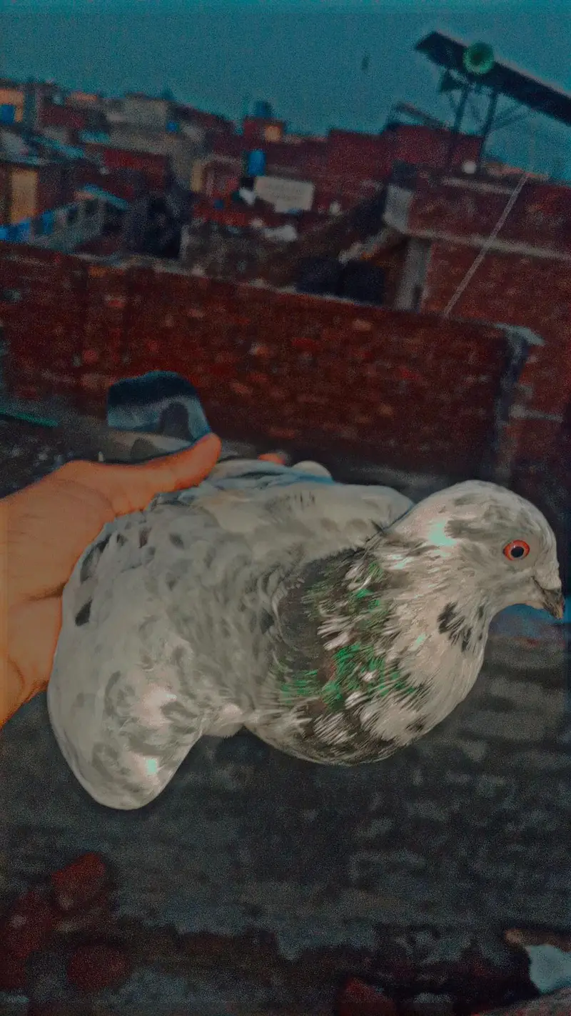 2 Male Flying pigeons/1 Danish Female/1 Sherazi Female/Urgent sale/Lhr
