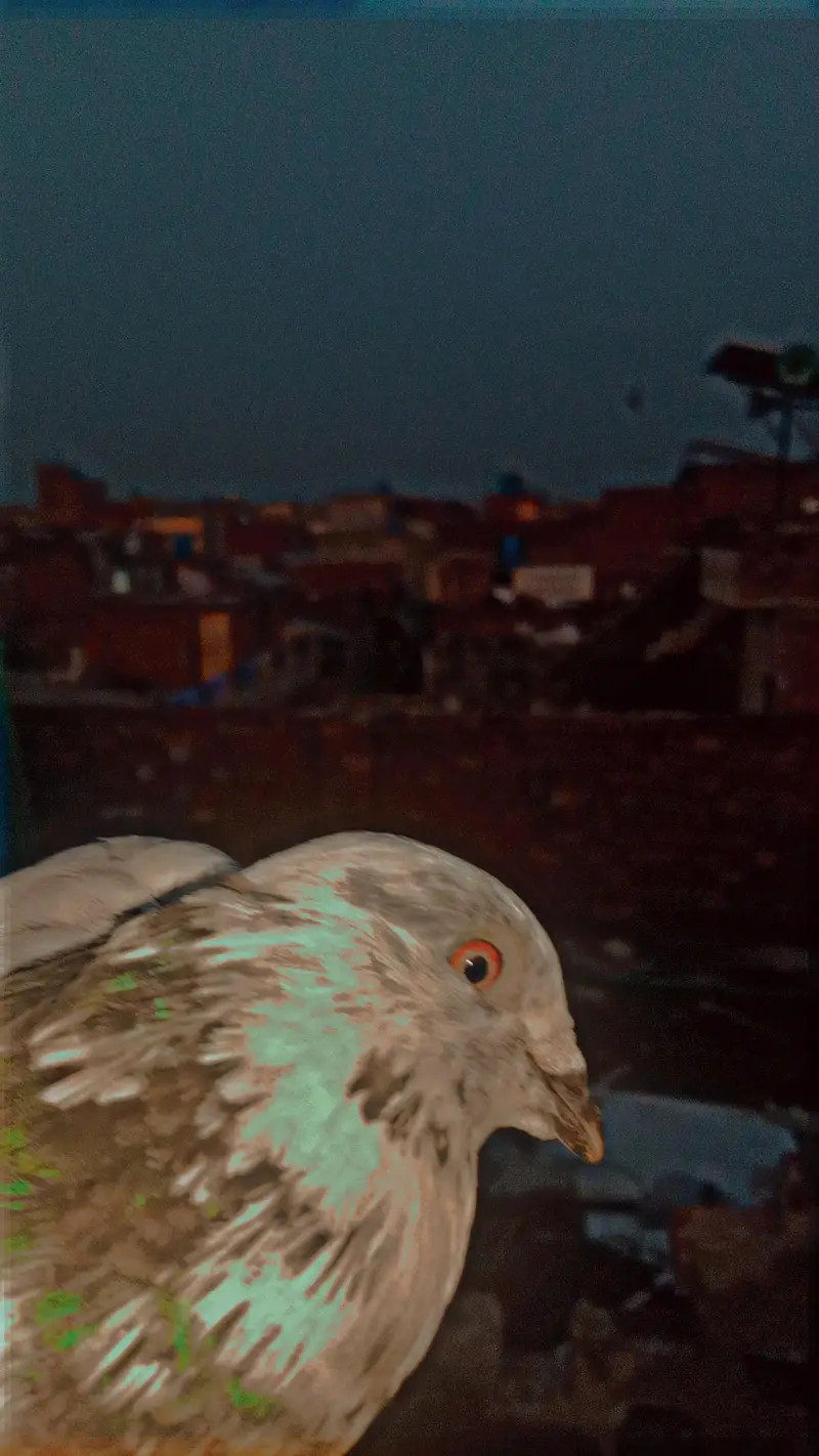 2 Male Flying pigeons/1 Danish Female/1 Sherazi Female/Urgent sale/Lhr — photo 2