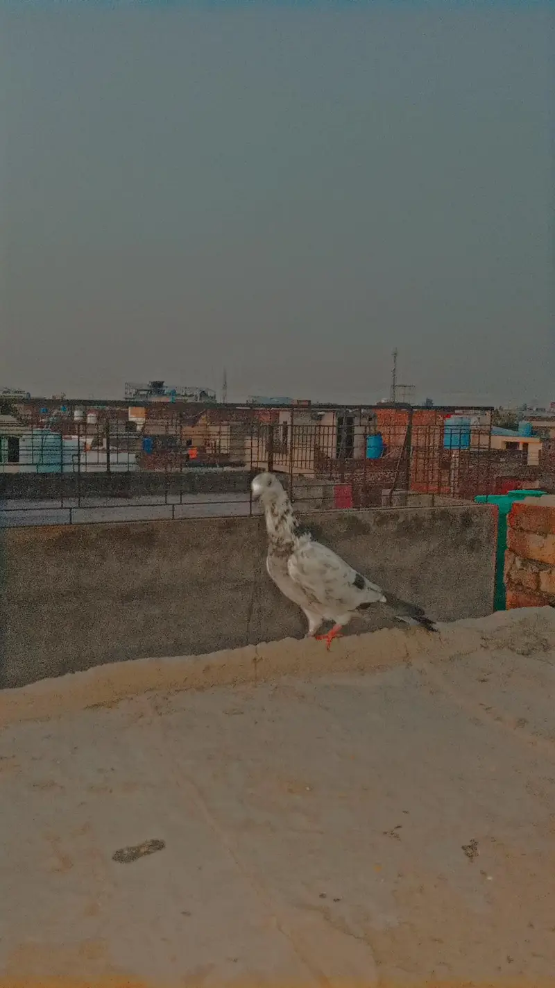2 Male Flying pigeons/1 Danish Female/1 Sherazi Female/Urgent sale/Lhr — photo 3
