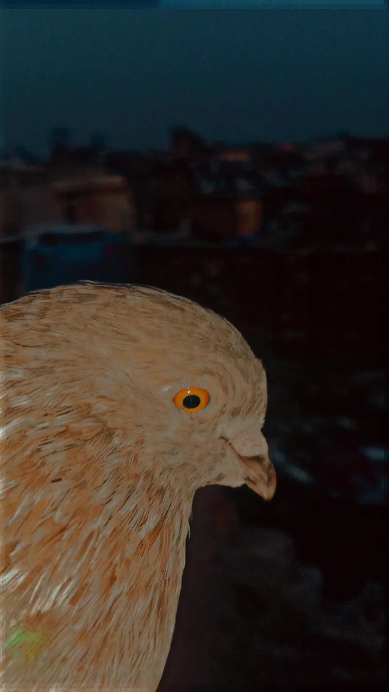 2 Male Flying pigeons/1 Danish Female/1 Sherazi Female/Urgent sale/Lhr — photo 6