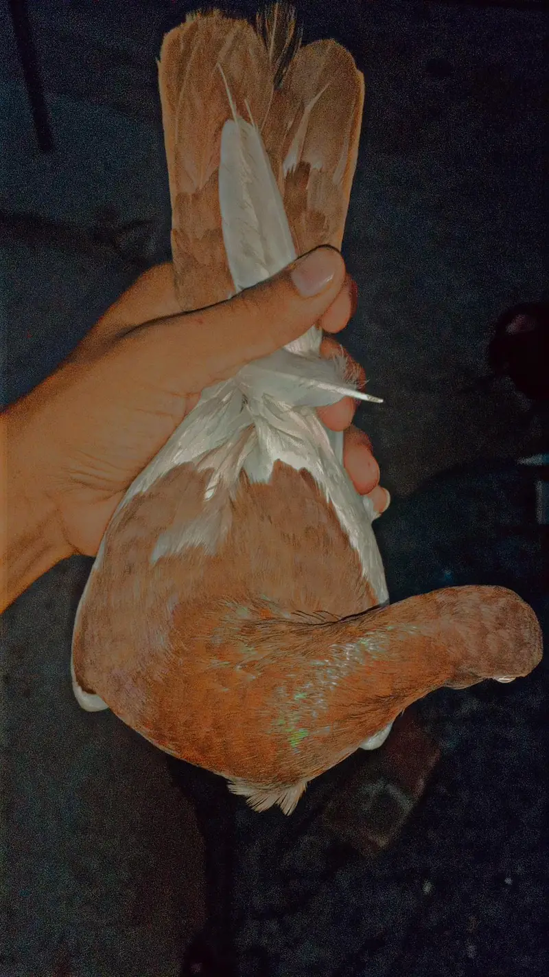 2 Male Flying pigeons/1 Danish Female/1 Sherazi Female/Urgent sale/Lhr — photo 7