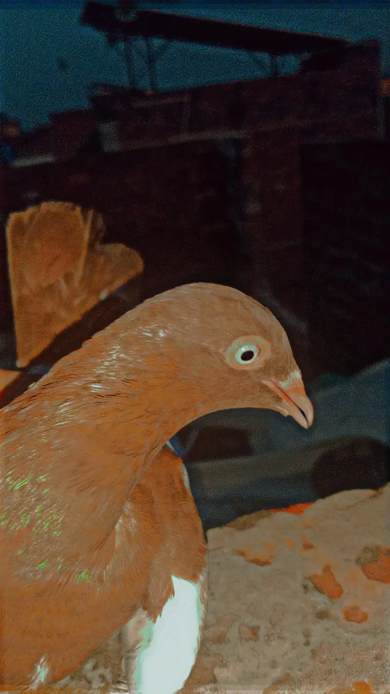 2 Male Flying pigeons/1 Danish Female/1 Sherazi Female/Urgent sale/Lhr — photo 8