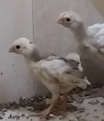 Parrot Beak Indian Chicks