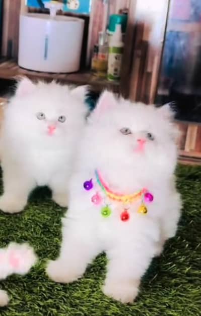 Persian  | Persian Cat | Punch Face Persian