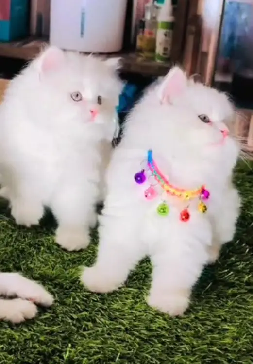 Persian  | Persian Cat | Punch Face Persian — photo 2