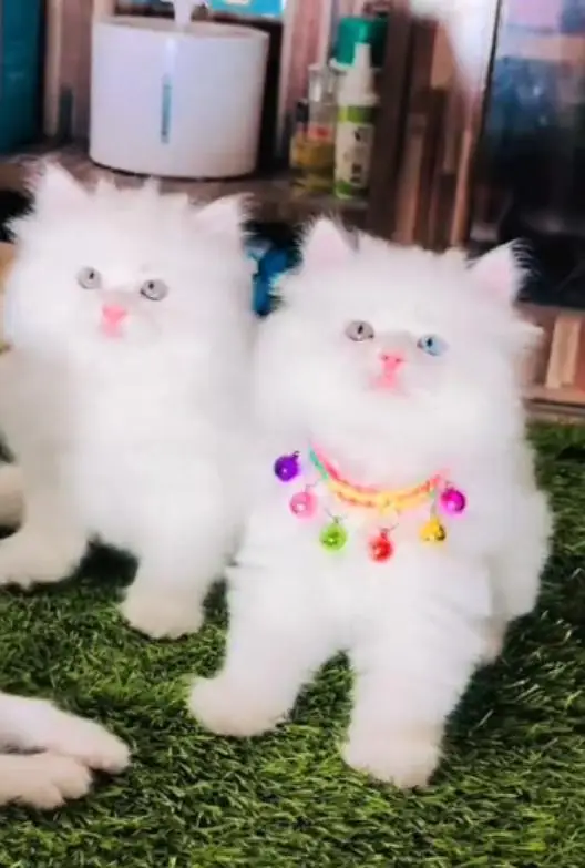 Persian  | Persian Cat | Punch Face Persian — photo 3