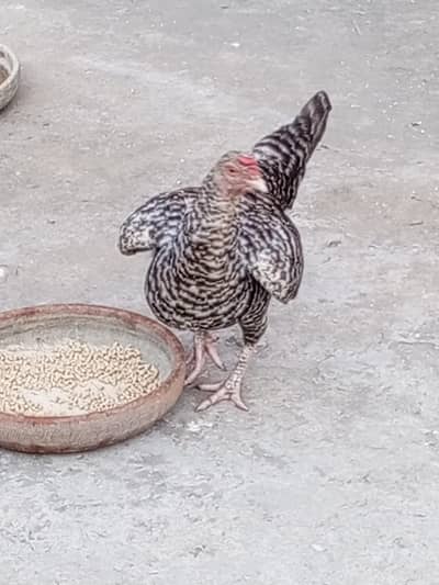 pure desi murgi