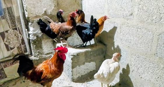 Misri murgi / anday wali murgi / dasi murgi / murgi / hen / Murga