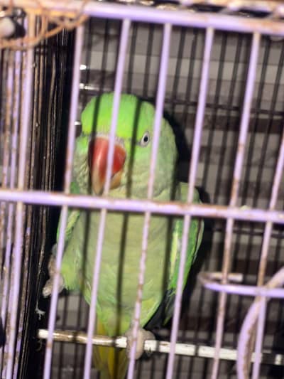 Ray parrots