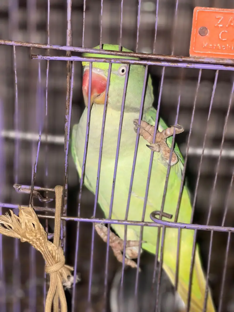 Ray parrots — photo 2