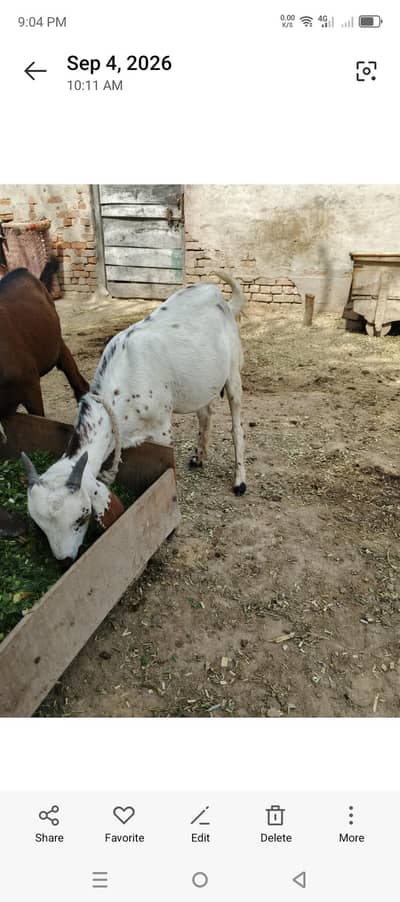 Teddy ghaban bakri