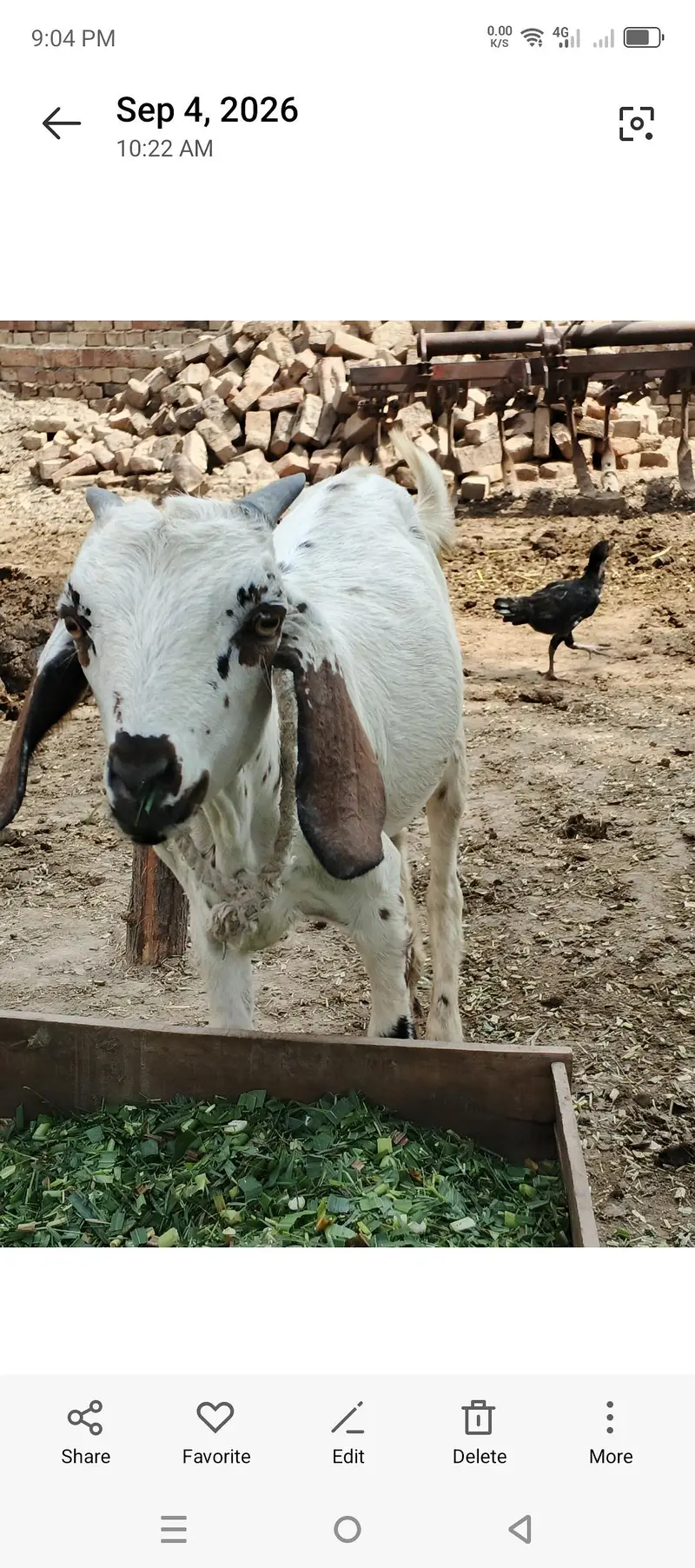 Teddy ghaban bakri — photo 2