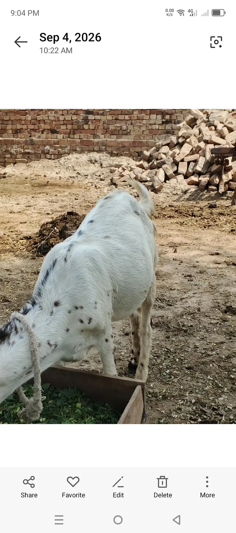 Teddy ghaban bakri — photo 3