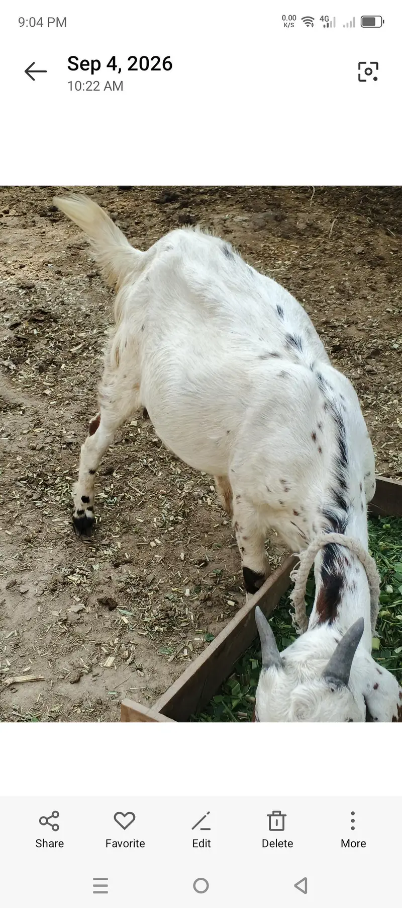 Teddy ghaban bakri — photo 4