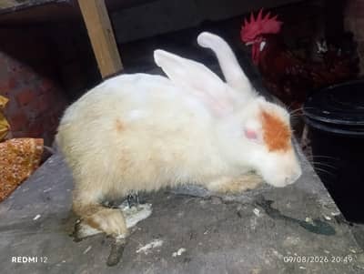 Red eyes rabbit pure white