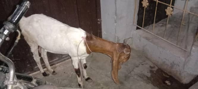 pure bissar kamuri gabban bakri