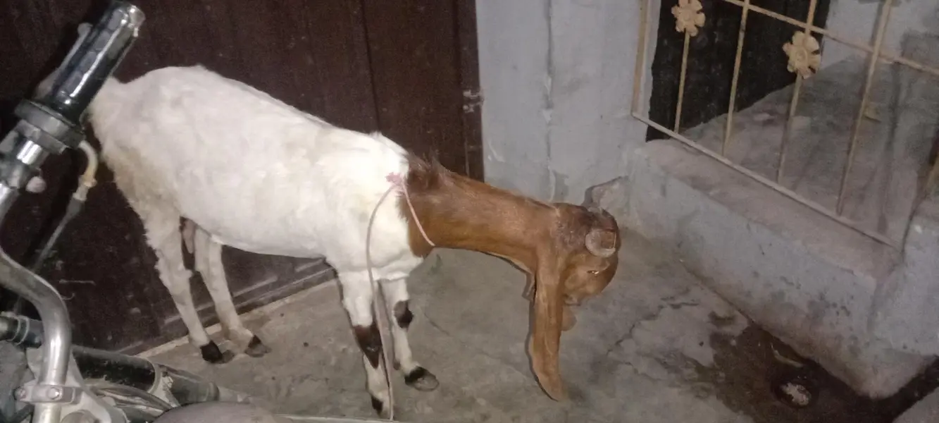 pure bissar kamuri gabban bakri