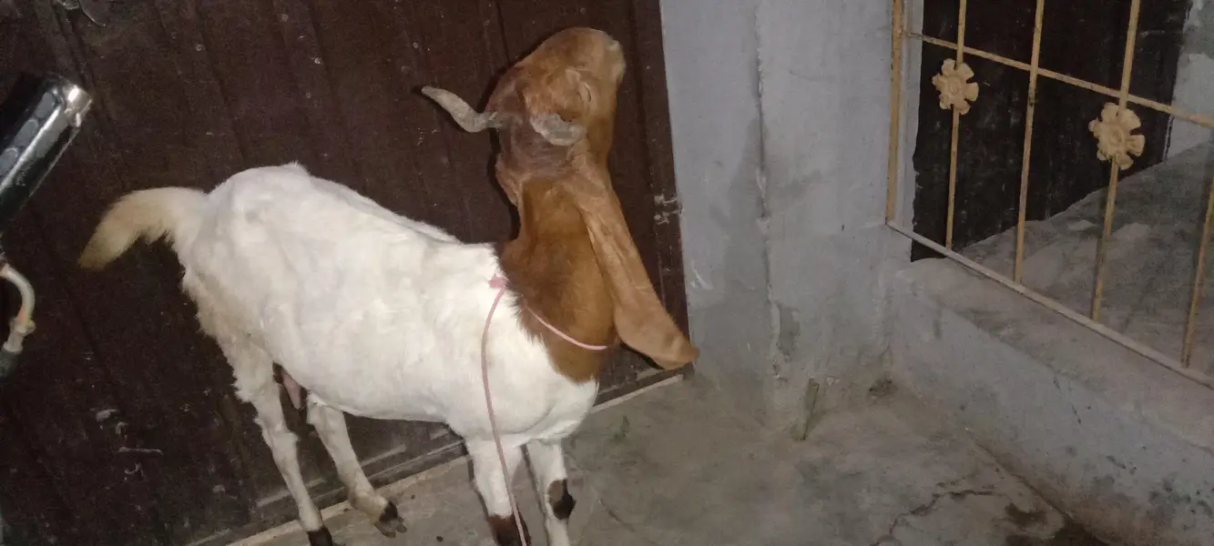 pure bissar kamuri gabban bakri — photo 2