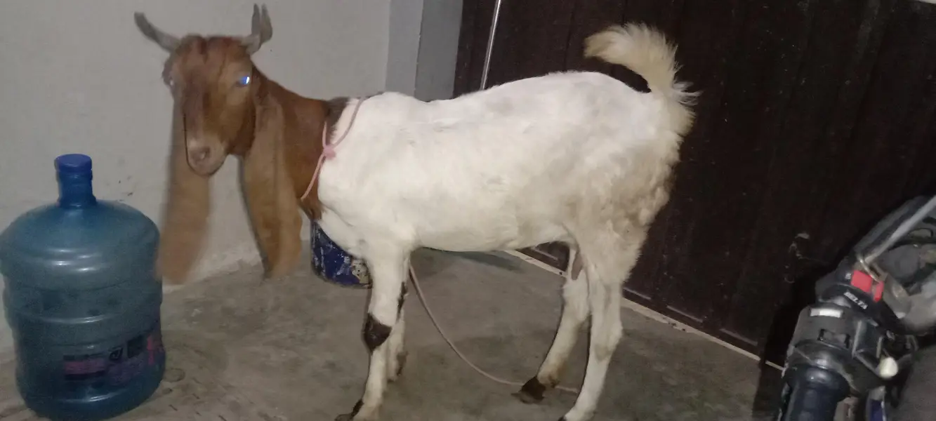 pure bissar kamuri gabban bakri — photo 3
