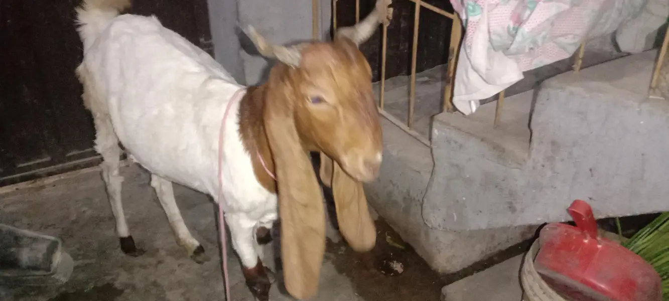 pure bissar kamuri gabban bakri — photo 4