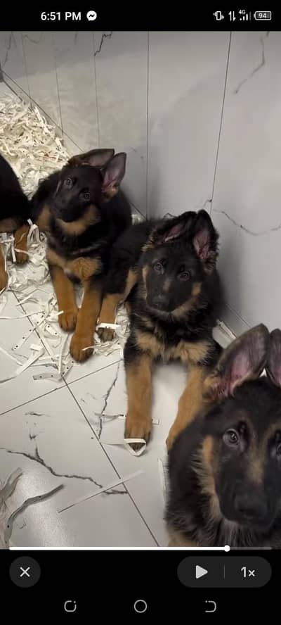 German shepherd puppies for sale healthy