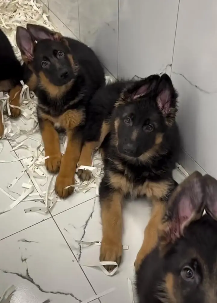German shepherd puppies for sale healthy — photo 2