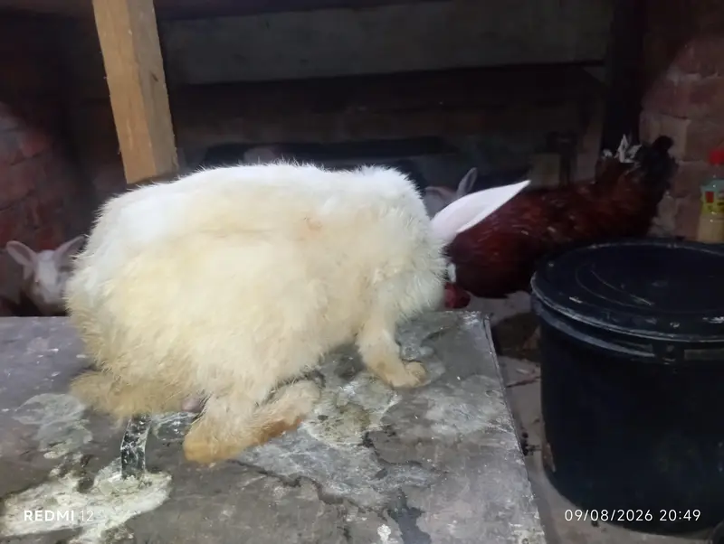 Red eyes rabbit pure white — photo 2