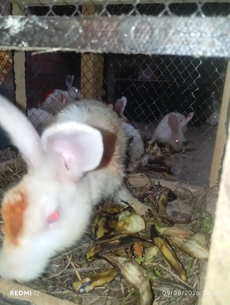 Red eyes rabbit pure white — photo 4