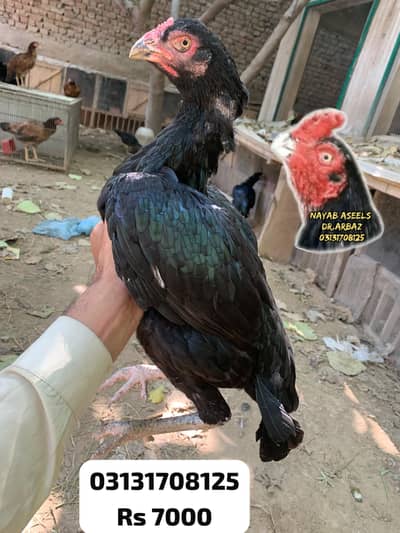 HIGH QUALITY ASEEL HENS