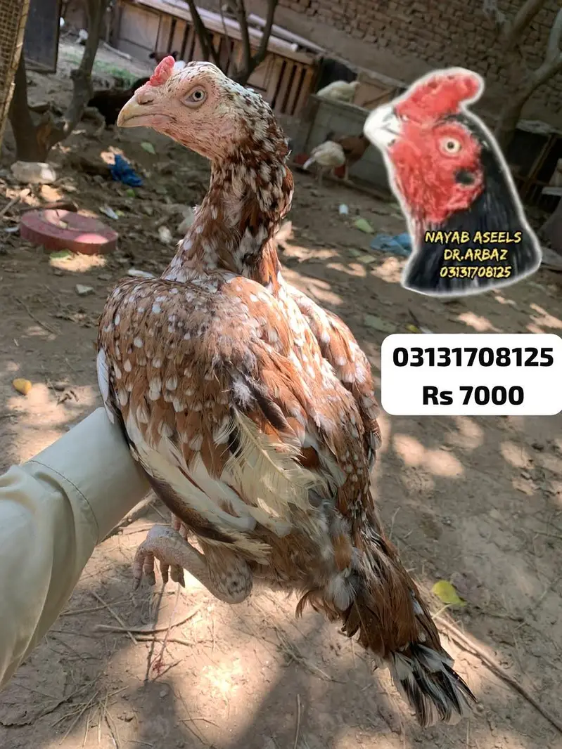 HIGH QUALITY ASEEL HENS — photo 2