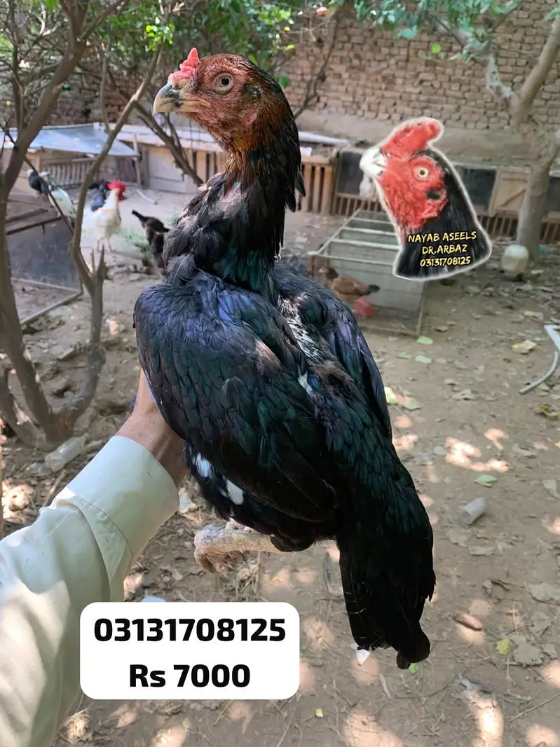 HIGH QUALITY ASEEL HENS — photo 3