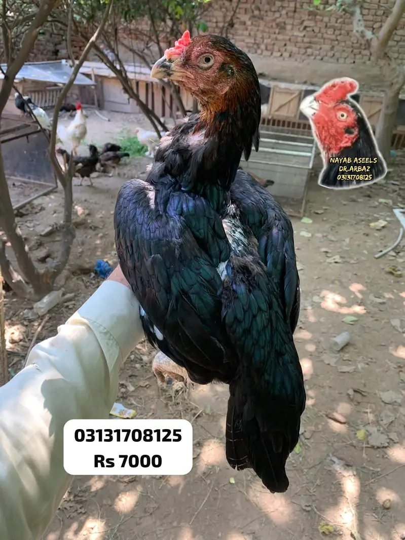 HIGH QUALITY ASEEL HENS — photo 4