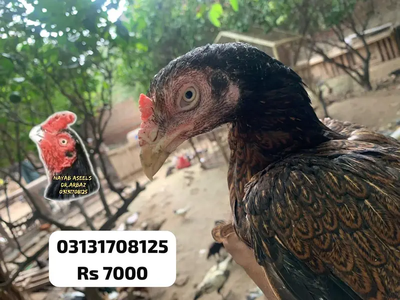 HIGH QUALITY ASEEL HENS — photo 5