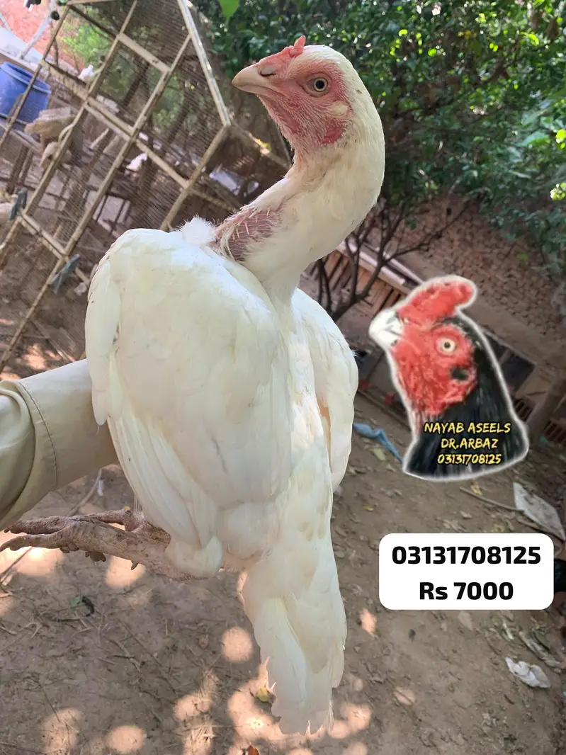 HIGH QUALITY ASEEL HENS — photo 6