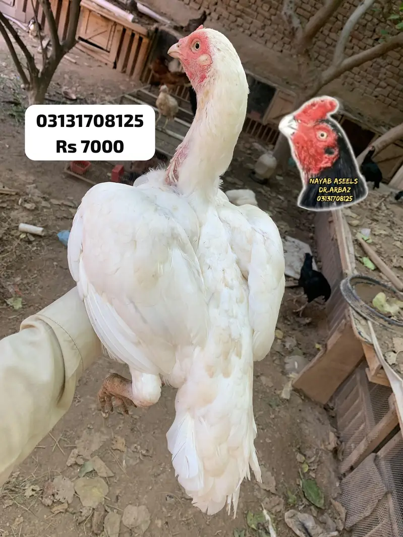 HIGH QUALITY ASEEL HENS — photo 7