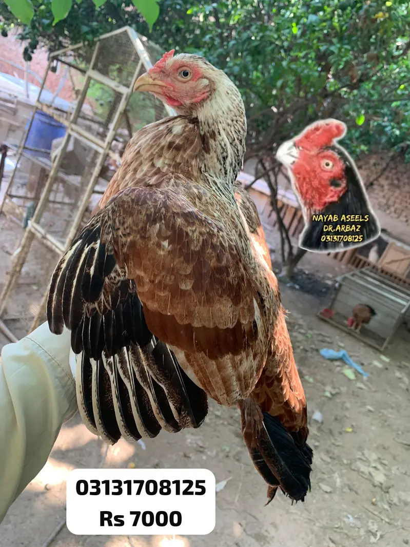 HIGH QUALITY ASEEL HENS — photo 8