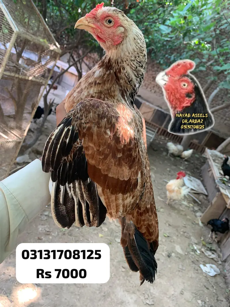 HIGH QUALITY ASEEL HENS — photo 9