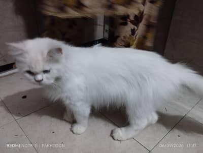 Cat for sale