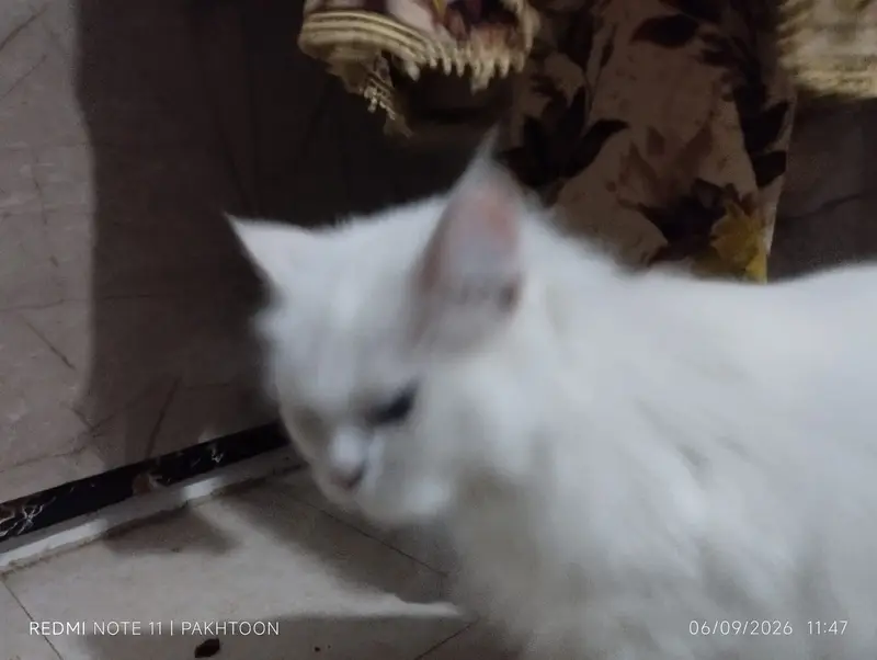 Cat for sale — photo 2